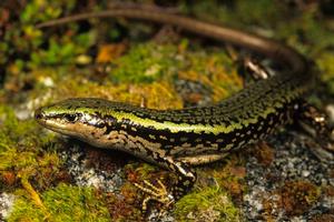 The rare Sinbad Skink found only in Sinbad Gully.